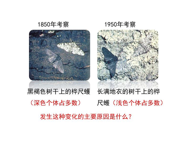 人教版八下生物 7.3.3生物进化的原因 课件第4页