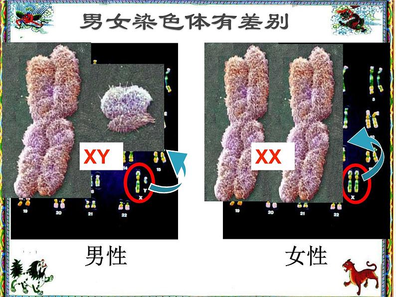 人教版八下生物 7.2.4人的性别遗传 课件第5页