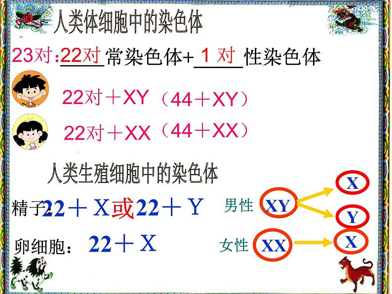 人教版八下生物 7.2.4人的性别遗传 课件第6页