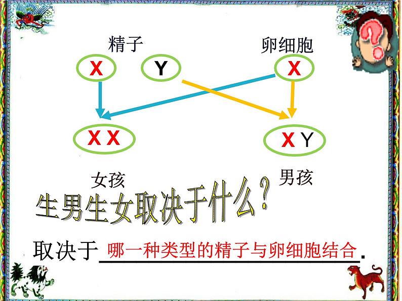 人教版八下生物 7.2.4人的性别遗传 课件第7页