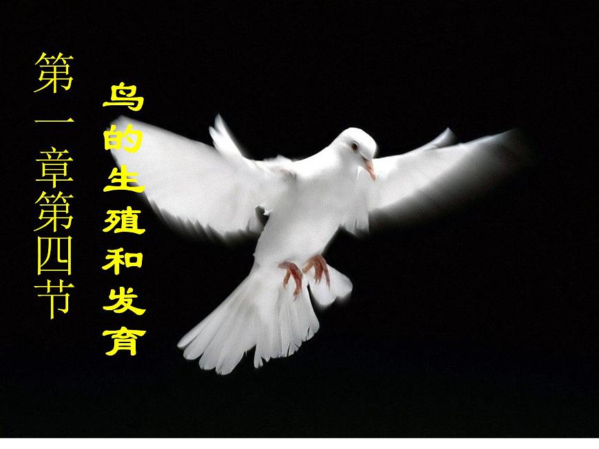 人教版八下生物 7.1.4鳥的生殖和發(fā)育 課件第1頁