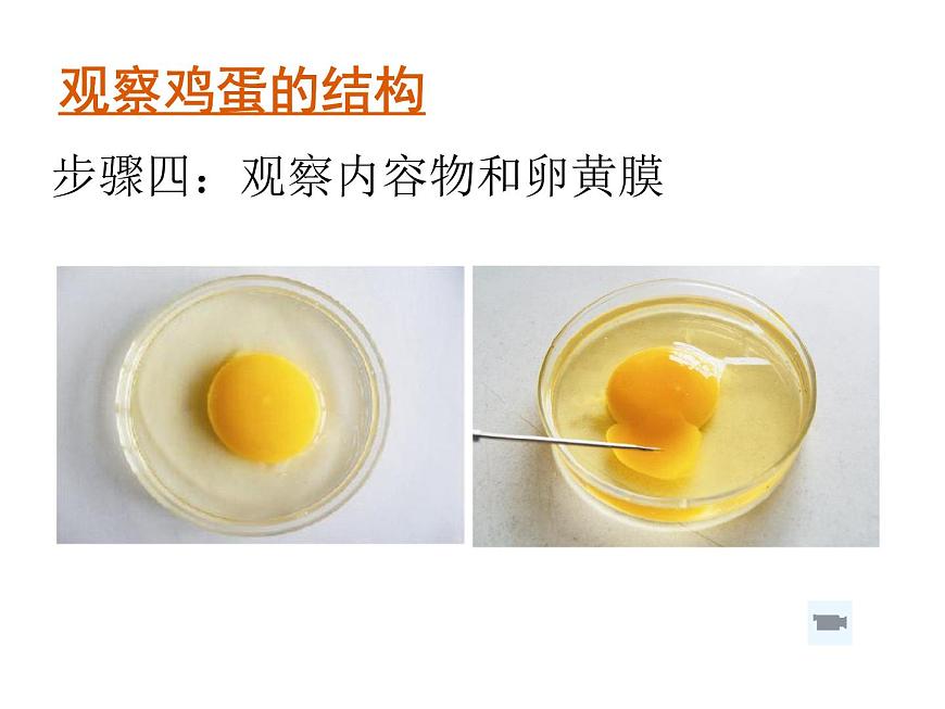 人教版八下生物 7.1.4鳥的生殖和發(fā)育 課件第7頁