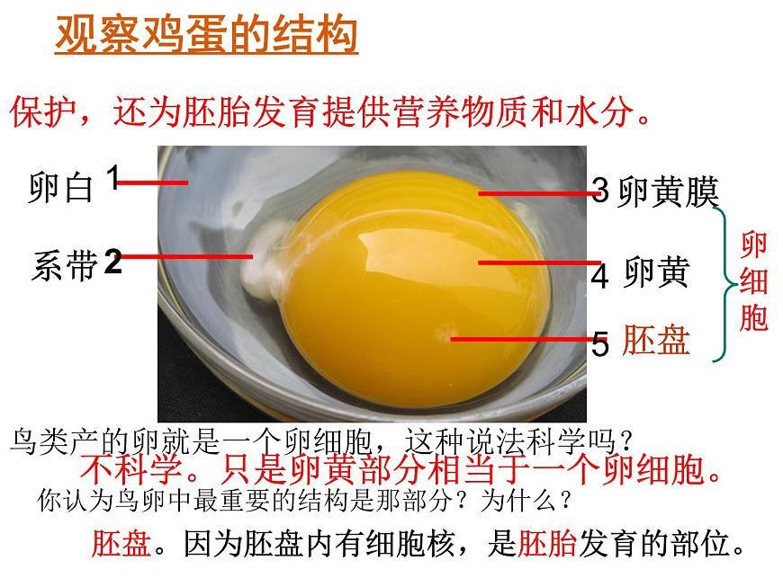 人教版八下生物 7.1.4鳥的生殖和發(fā)育 課件第8頁