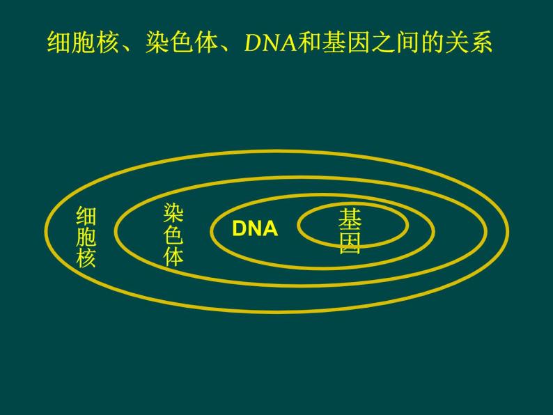 苏教版八下生物 22.1DNA是主要的遗传物质 课件06