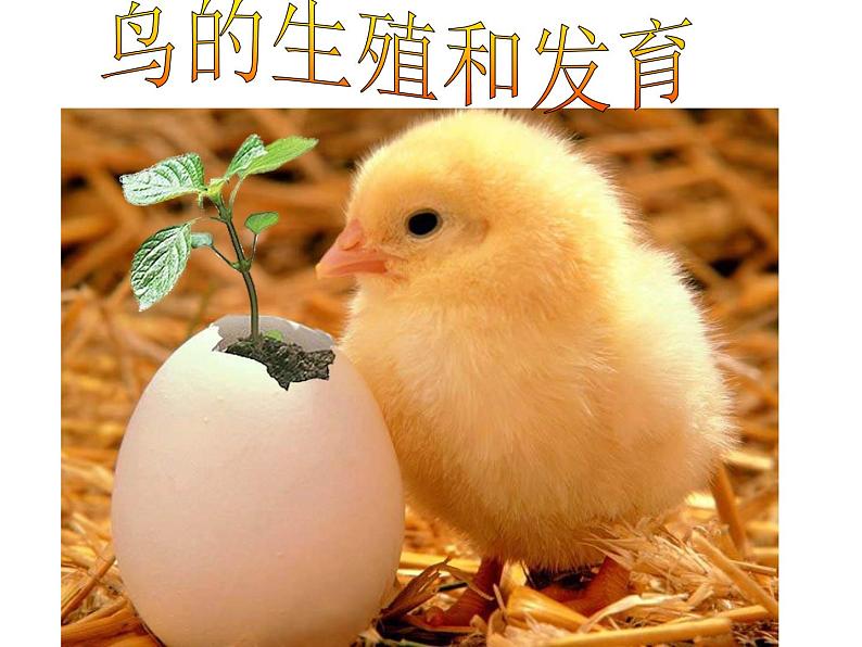 苏教版八下生物 21.5鸟类的生殖与发育 课件第1页