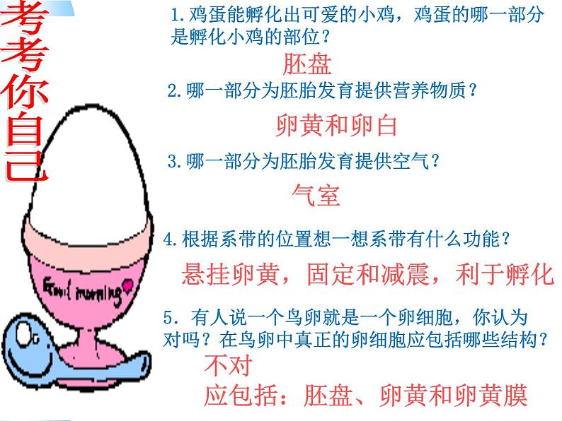 苏教版八下生物 21.5鸟类的生殖与发育 课件第4页