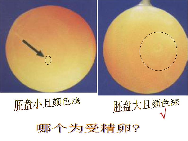 苏教版八下生物 21.5鸟类的生殖与发育 课件第5页