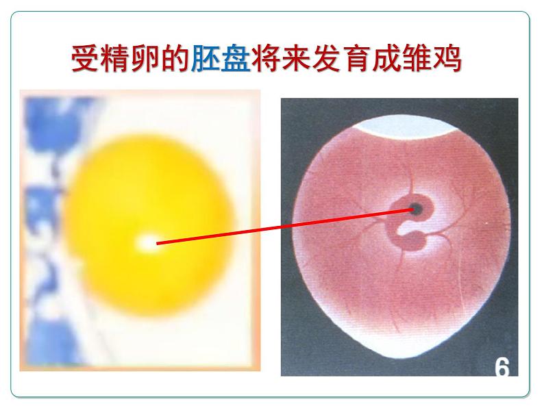 苏教版八下生物 21.5鸟类的生殖与发育 课件第6页