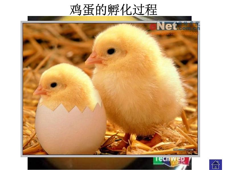苏教版八下生物 21.5鸟类的生殖与发育 课件第7页