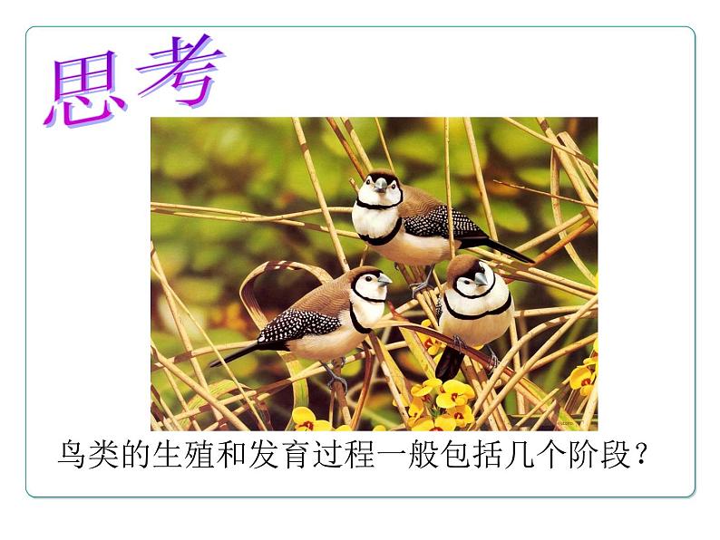 苏教版八下生物 21.5鸟类的生殖与发育 课件第8页