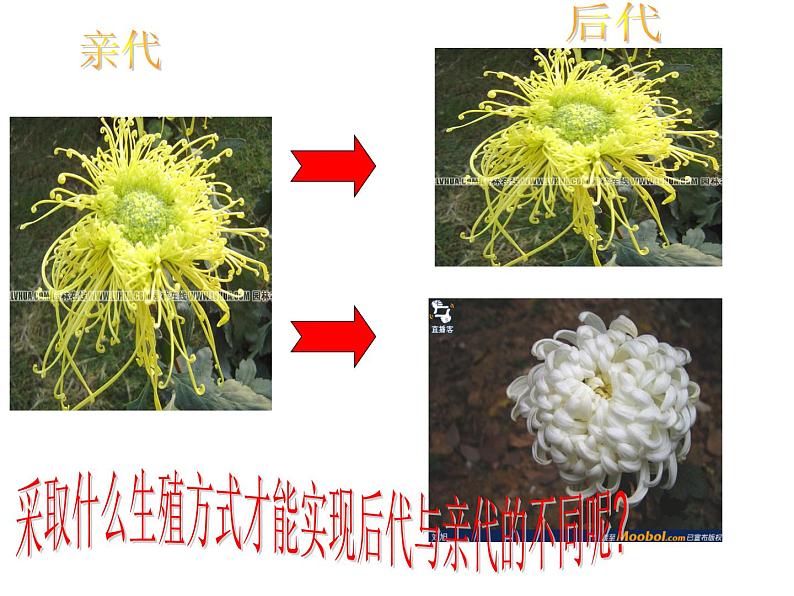 苏教版八下生物 21.2植物的有性生殖 课件第1页