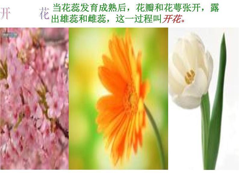 苏教版八下生物 21.2植物的有性生殖 课件第5页
