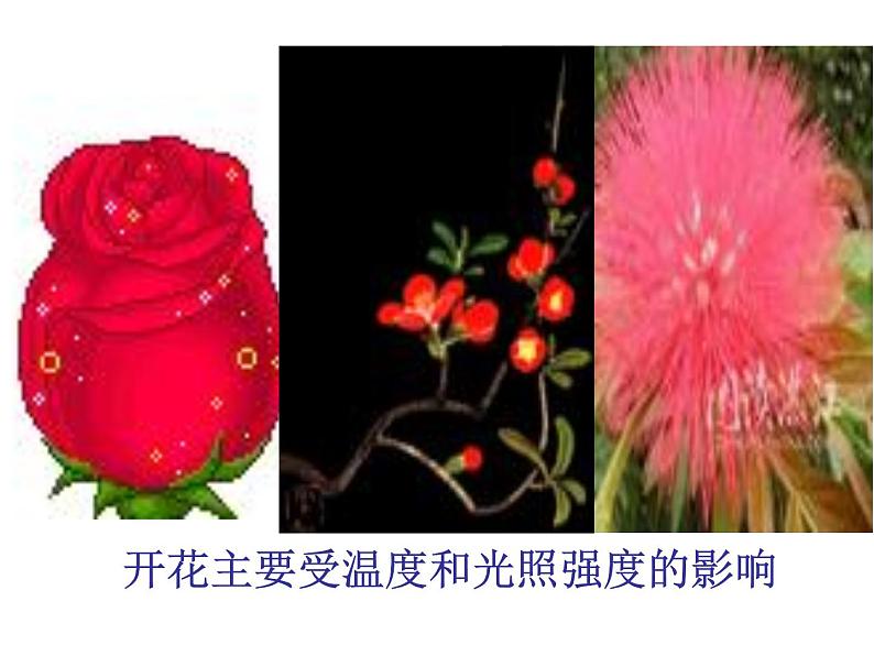 苏教版八下生物 21.2植物的有性生殖 课件第6页