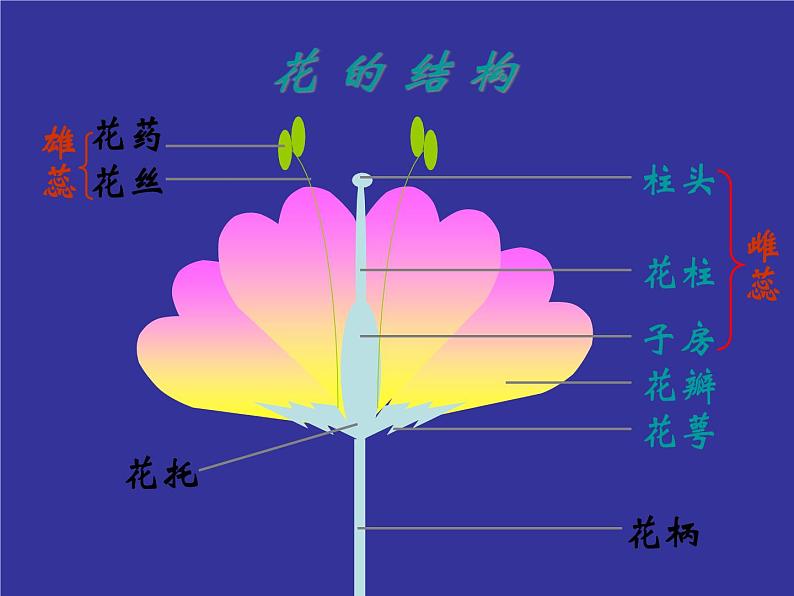 苏教版八下生物 21.2植物的有性生殖 课件第7页
