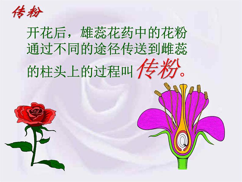 苏教版八下生物 21.2植物的有性生殖 课件第8页