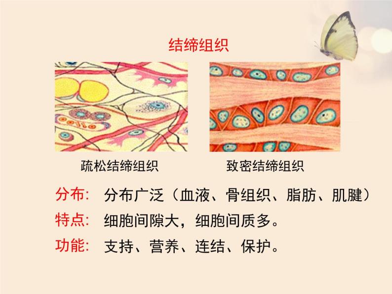 苏科版七下生物　9.2 人体的组成 课件07