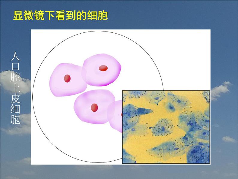 苏科版七下生物 8.1 生物体的基本结构 课件03