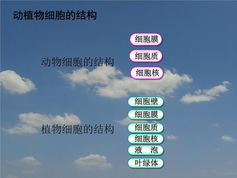 苏科版七下生物 8.1 生物体的基本结构 课件05