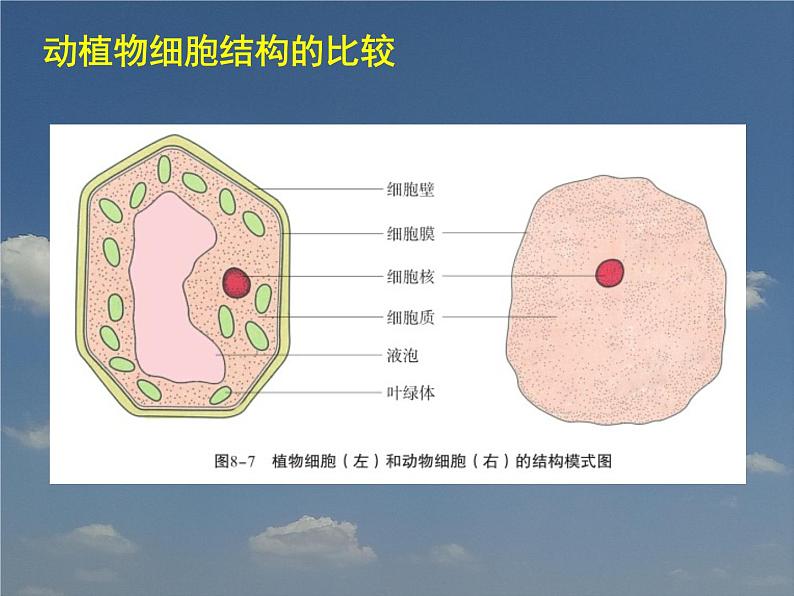 苏科版七下生物 8.1 生物体的基本结构 课件06