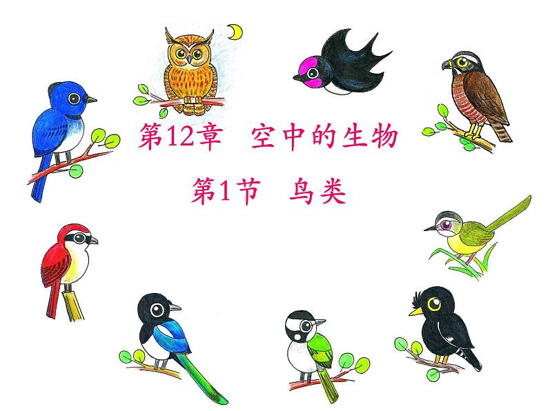 苏科版七下生物 12.1 鸟类 课件01