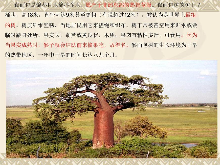 蘇科版七下生物 11.1 地面上的植物 課件第3頁