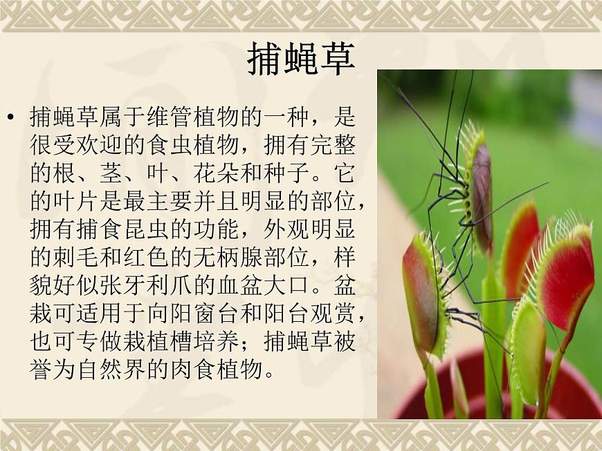 蘇科版七下生物 11.1 地面上的植物 課件第4頁