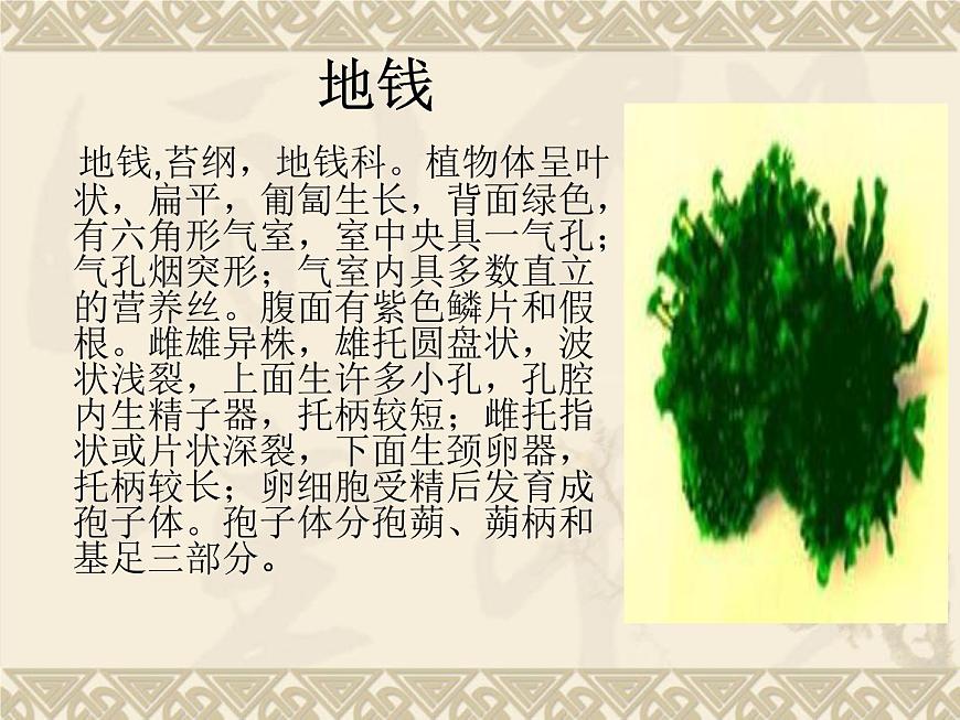 蘇科版七下生物 11.1 地面上的植物 課件第5頁
