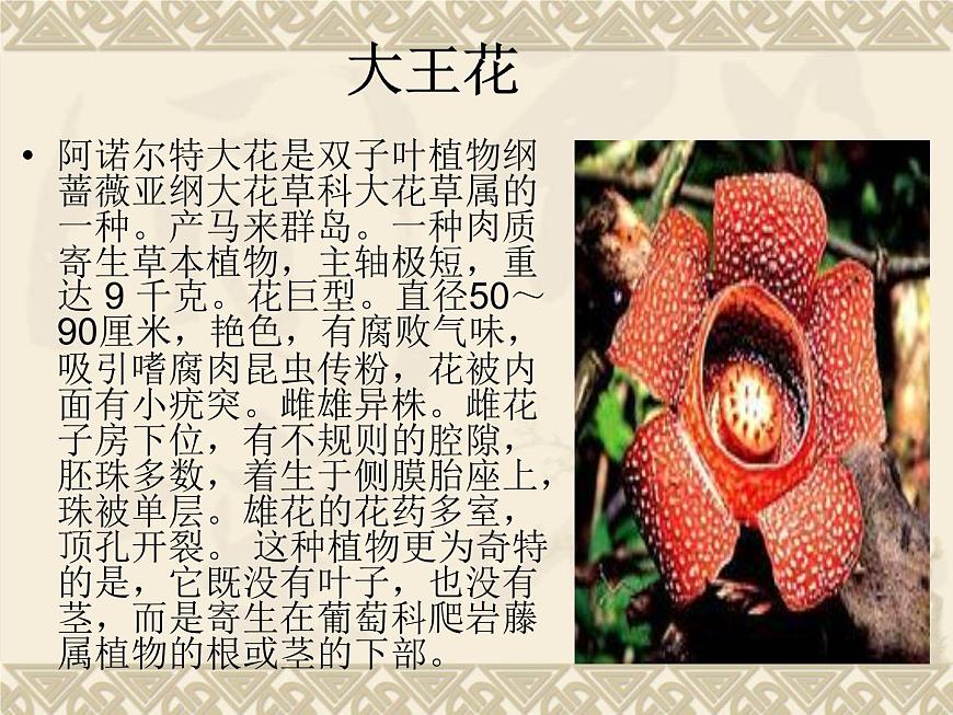 蘇科版七下生物 11.1 地面上的植物 課件第6頁