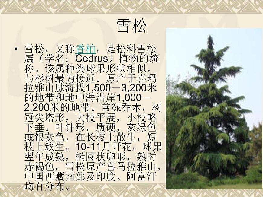 蘇科版七下生物 11.1 地面上的植物 課件第7頁
