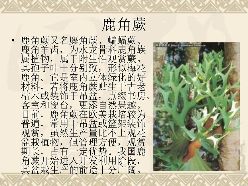 蘇科版七下生物　11.1 地面上的植物 課件第8頁