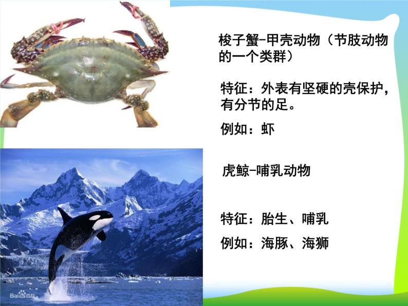 苏科版七下生物　10.1 水中的动物 课件04