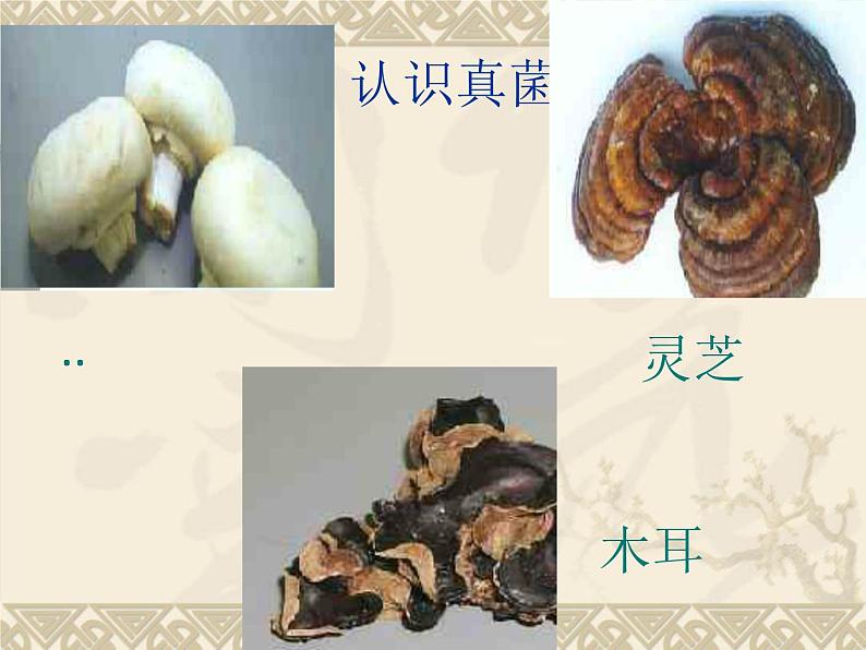 苏科版七下生物 13.2 土壤里的微生物 课件第4页