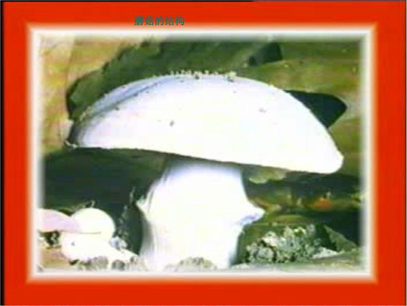 苏科版七下生物 13.2 土壤里的微生物 课件第6页