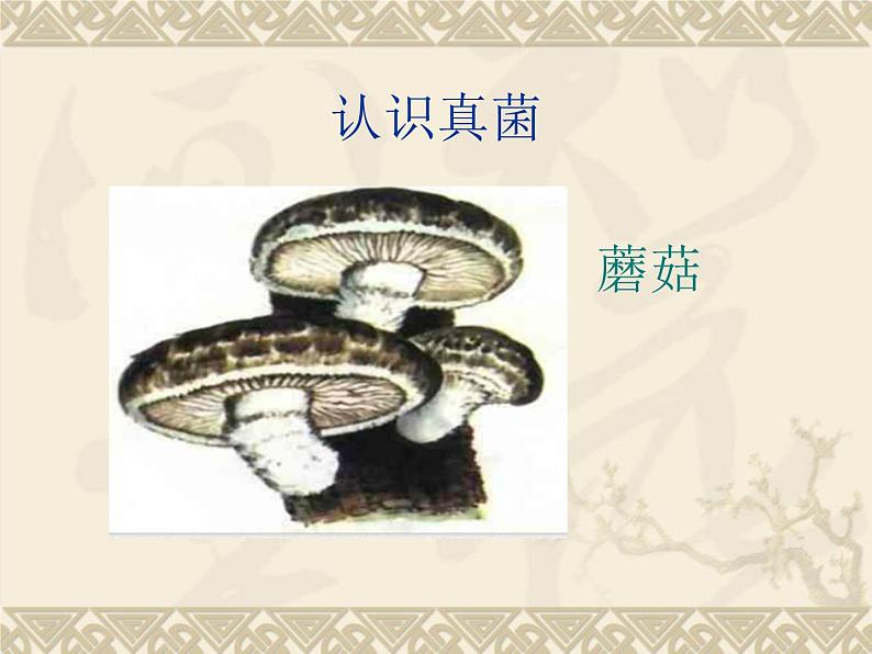 苏科版七下生物 13.2 土壤里的微生物 课件第7页