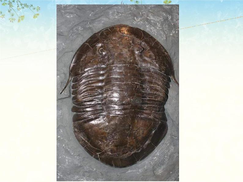 苏科版八下生物 23.2 生物进化的历程 课件05