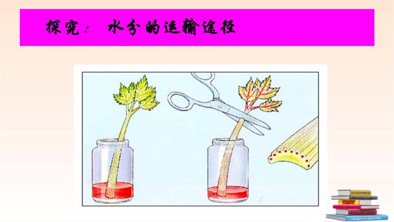 绿色植物与生物圈的水循环课件PPT06
