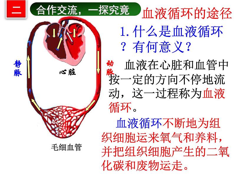 济南版七下生物 3.3物质运输的途径 课件04