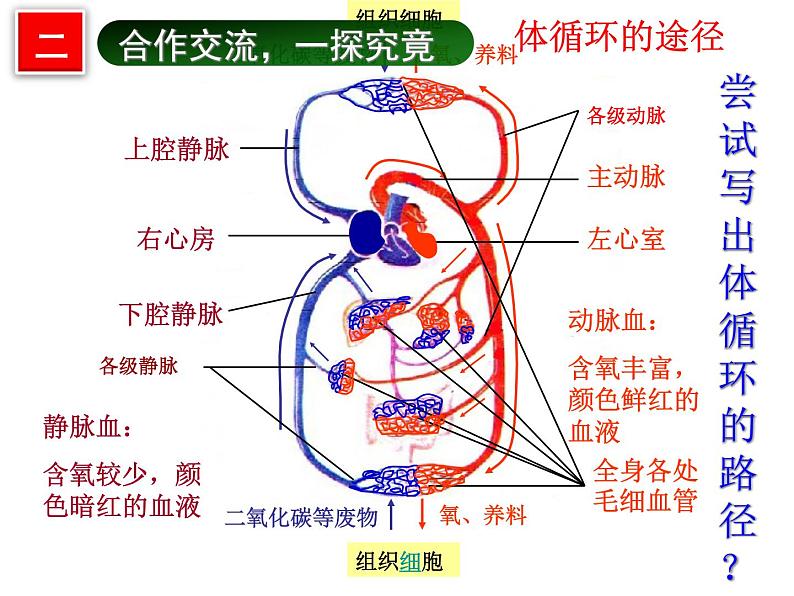济南版七下生物 3.3物质运输的途径 课件06