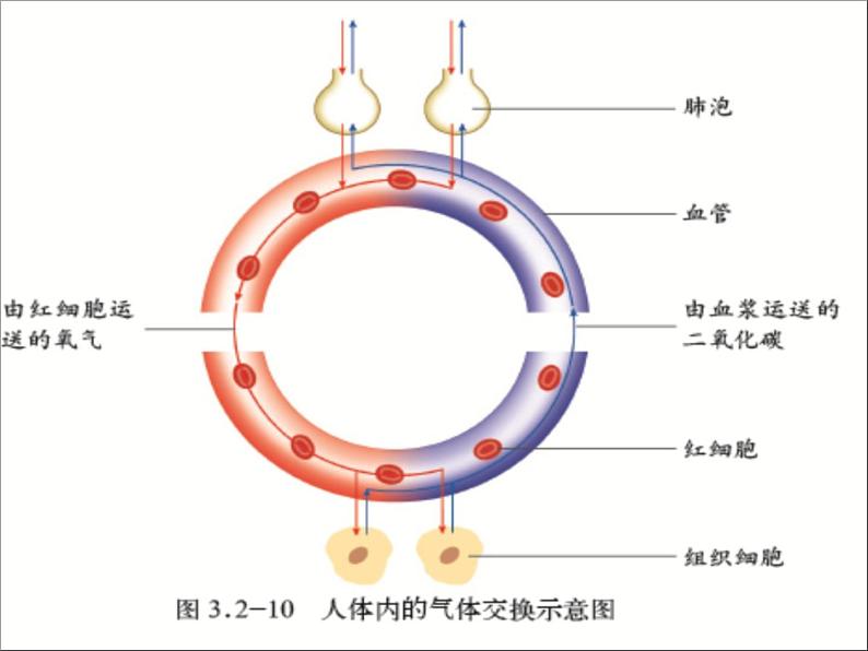 济南版七下生物 3.3物质运输的途径 课件07