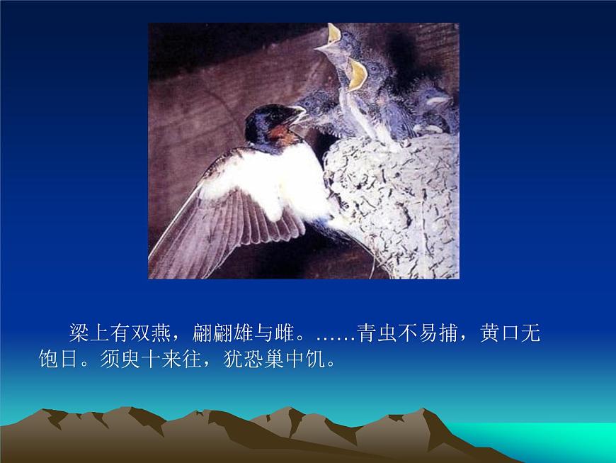 人教版八下生物 7.1.4鳥的生殖和發(fā)育 課件第2頁