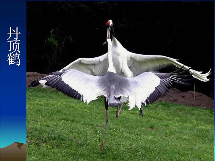 人教版八下生物 7.1.4鳥的生殖和發(fā)育 課件第4頁