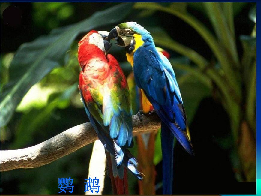 人教版八下生物 7.1.4鳥的生殖和發(fā)育 課件第6頁