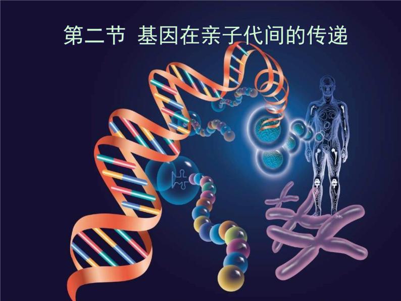 人教版八下生物 7.2.2基因在亲子代间的传递 课件01