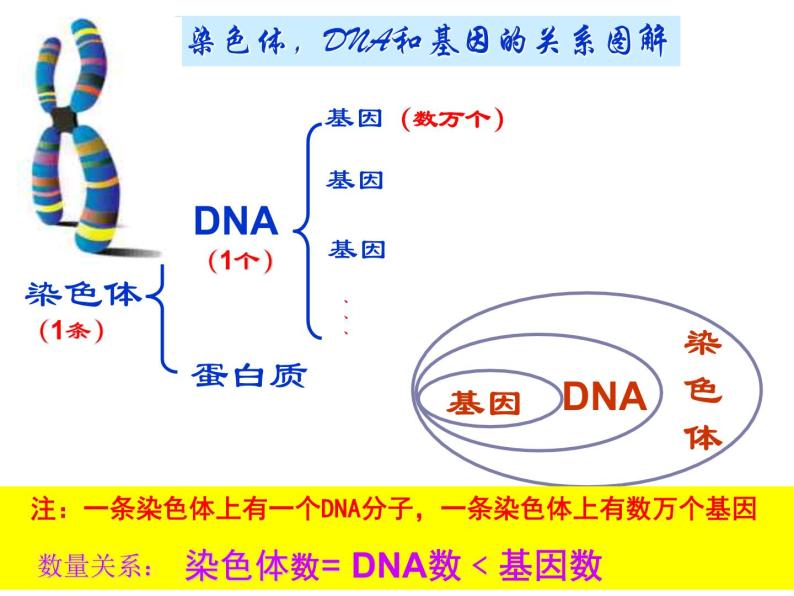 人教版八下生物 7.2.2基因在亲子代间的传递 课件06
