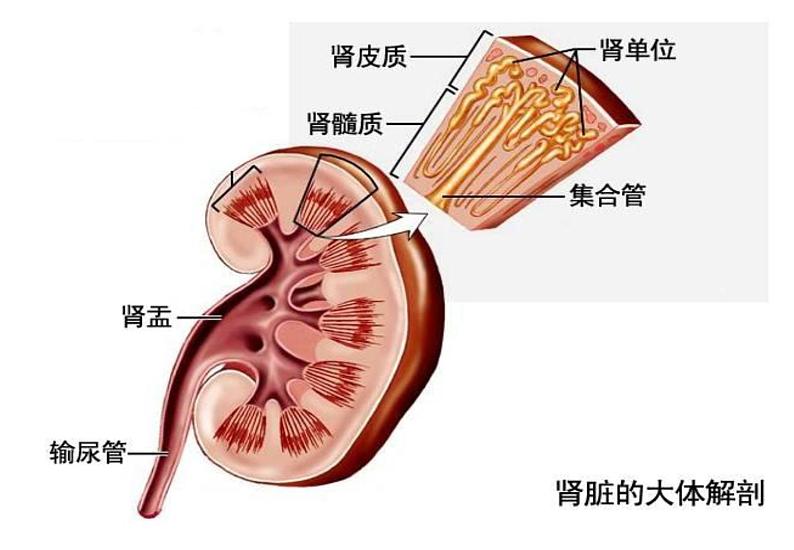 苏教版七下生物 11.1人体泌尿系统的组成 课件第7页