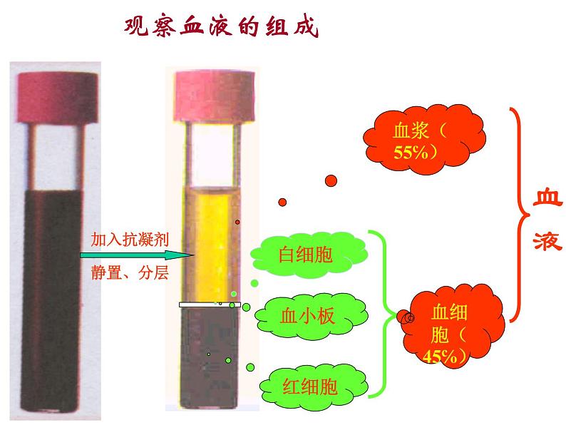 人教版七下生物 4.1游动的组织 血液 课件第4页