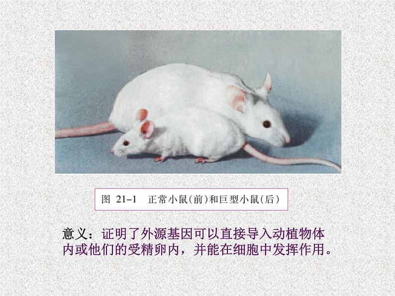 2022年苏教版八年级生物下册第24章第1节现代生物技术的应用课件 (5)第4页