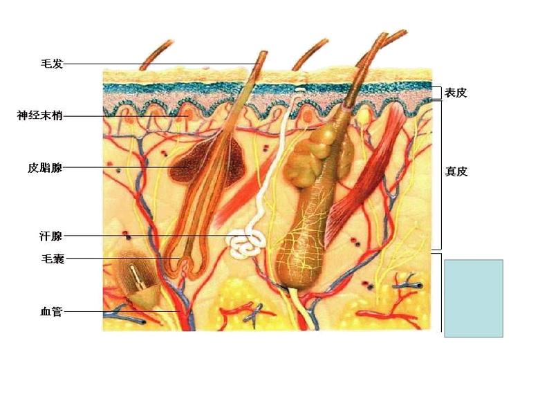 济南版七年级下册生物 4.2汗液的形成和排出 课件04