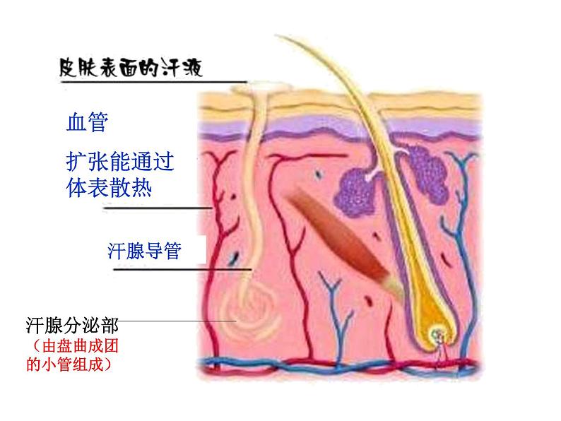 济南版七年级下册生物 4.2汗液的形成和排出 课件07