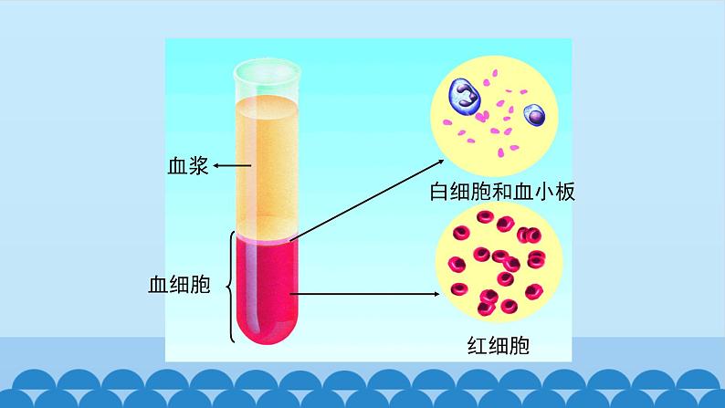 济南版七年级下册生物 3.1物质运输的载体 课件第6页